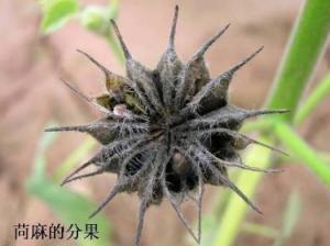 分果