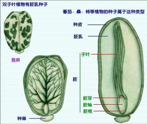 有胚乳种子