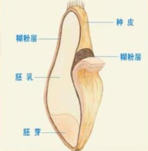 糊粉层