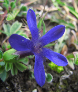整齐花