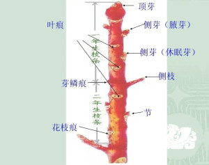 芽鳞痕