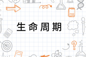 生命周期