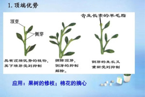 顶端优势