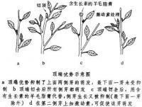 顶端优势