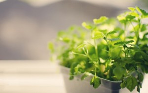 植物