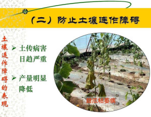连作障碍