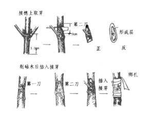 嫁接繁殖