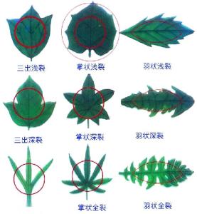 叶裂