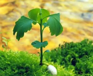 植株
