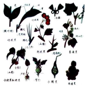 变态茎