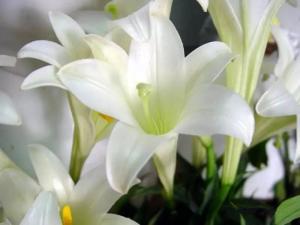 百合花