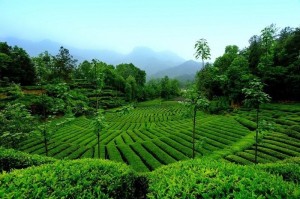 西乡江塝原生态观光茶园