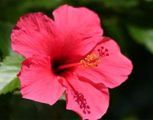 马来西亚国花木槿花