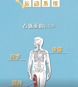 运动系统