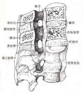 运动系统