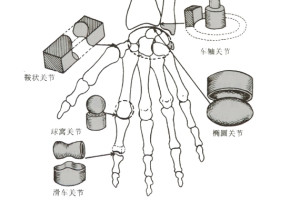 关节