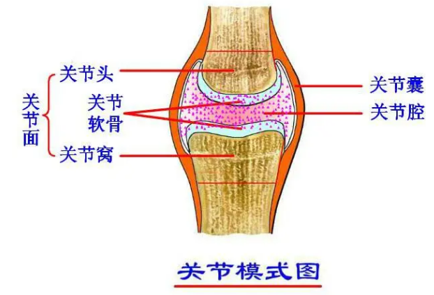 关节