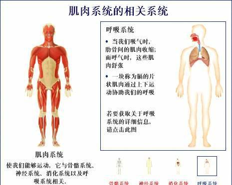 肌肉系统