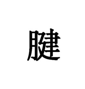腱