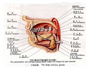 唾液腺图册