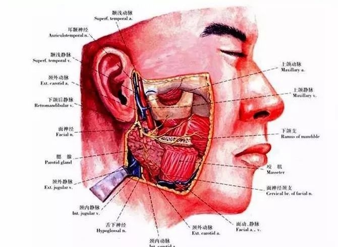 腮腺