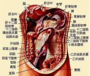 肠系膜