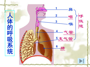 呼吸系统