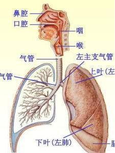 呼吸系统