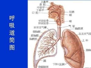 呼吸系统