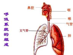 呼吸系统