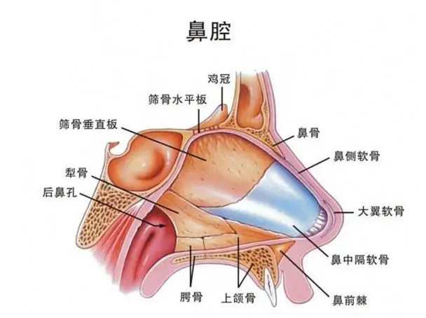 鼻腔