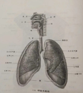 支气管