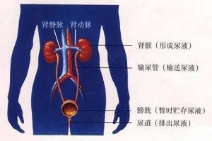 泌尿系统