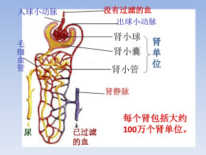 泌尿系统