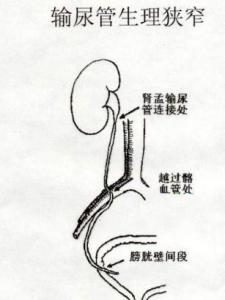 输尿管