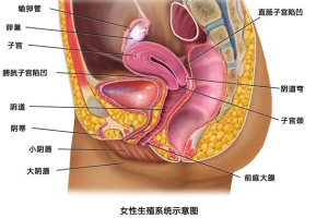 女性生殖系统