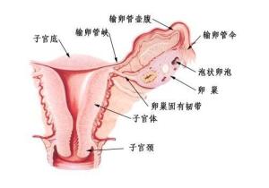 卵巢
