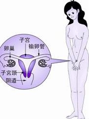 卵巢