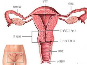 卵巢