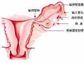 卵巢