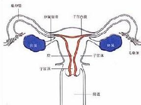 卵巢
