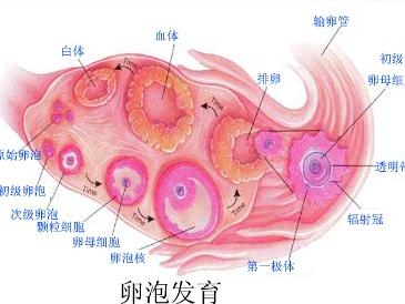 卵巢
