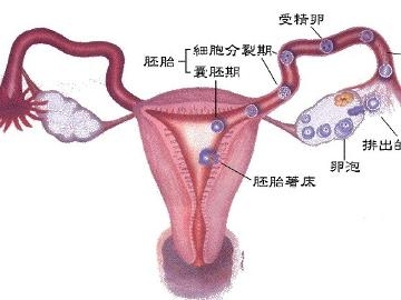 卵巢