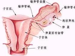 卵巢