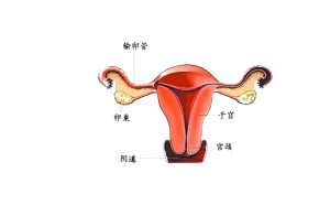 卵巢