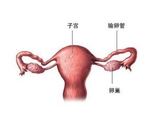 输卵管