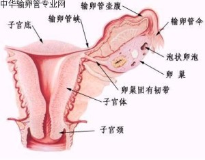输卵管
