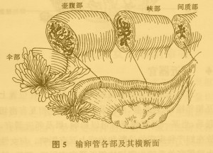 输卵管各部及其横断面