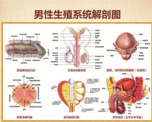男性生殖系统
