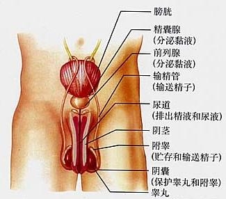 睾丸